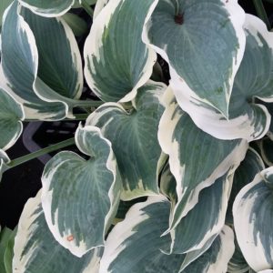 El Nino 25 40cm hoch 30 40 cm breithellviolett August September Tb 11 6.00 euro C3 8.00 euro