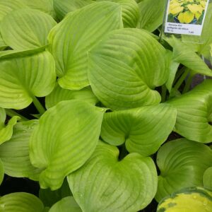 Banana Kid gelbgruenes Blatt Bluete hellavendelfarben Im Jui Juli 40cm hoch 60cm breit Tb 11 700 euro scaled