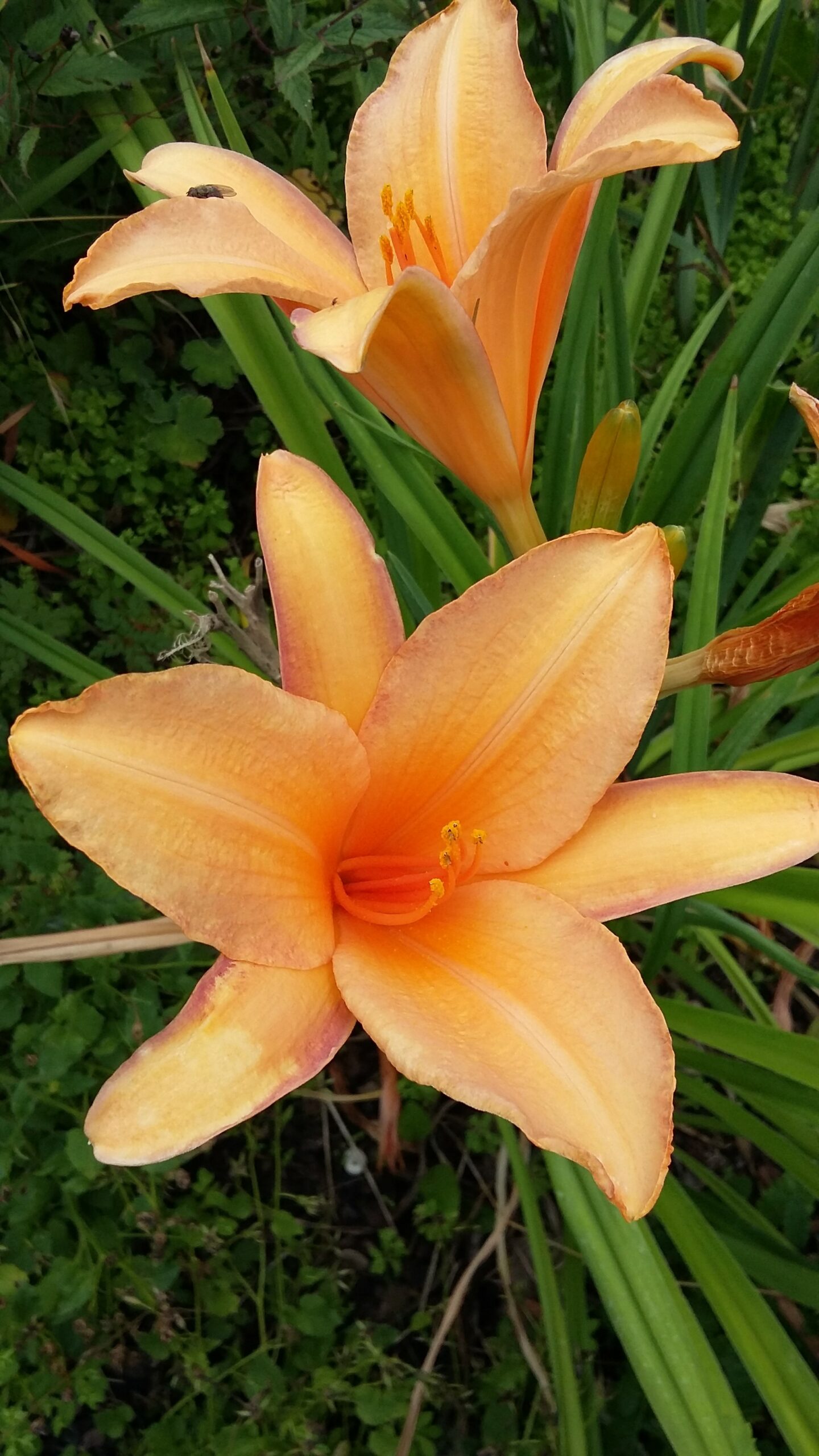 isfahan-pflanzen-taglilien-staudengarten-daum