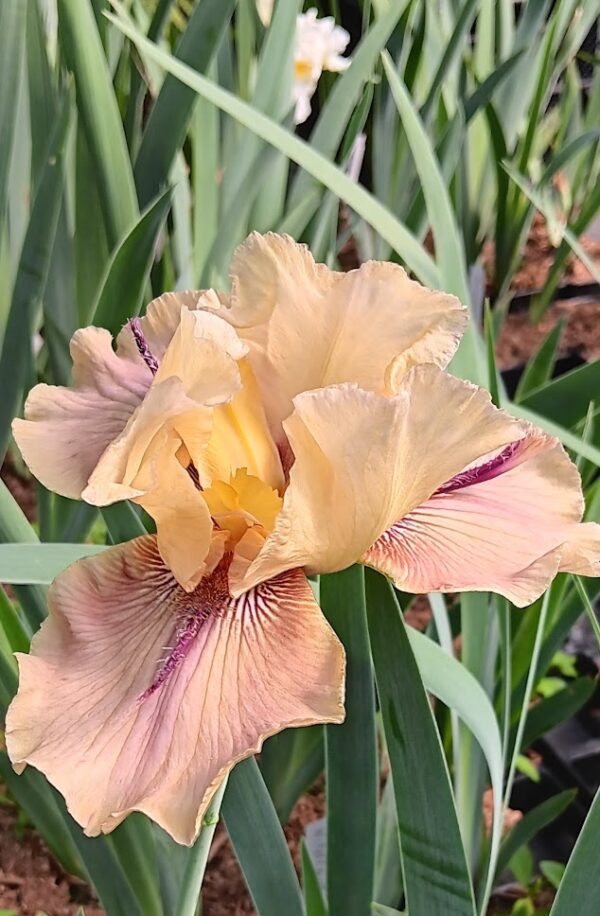hemerocallis thornbird